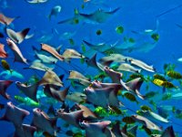 06-19-06 Aquarium 119